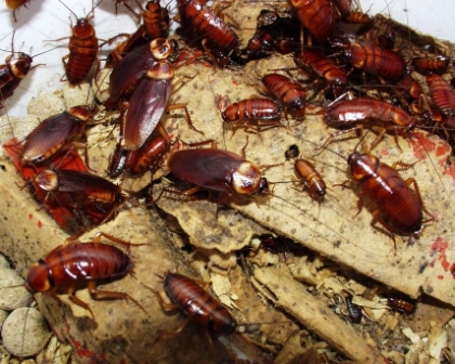 File:La Cucaracha en Tequixquiac (1).JPG - Wikipedia